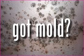 got mold